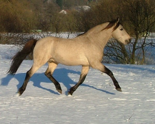 Deckhengst Glaskopf Golden Malcolm (Connemara-Pony, 1999, von Glaskopf Golden Merlin)