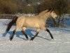 Deckhengst Glaskopf Golden Malcolm (Connemara-Pony, 1999, von Glaskopf Golden Merlin)