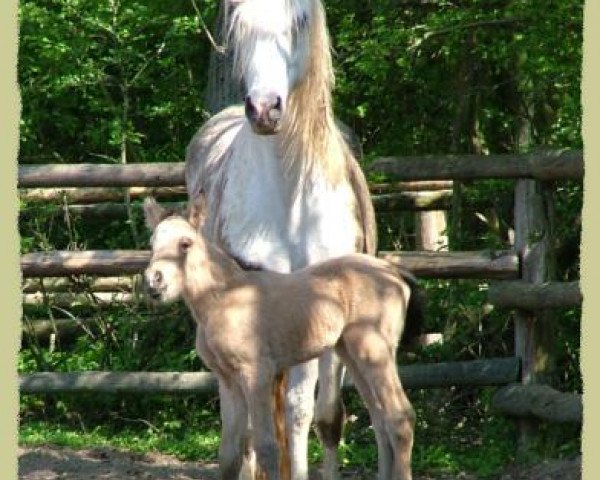 Dressurpferd Kinzighausen Golden Cheyenne (Connemara-Pony, 2005, von Glaskopf Golden Malcolm)