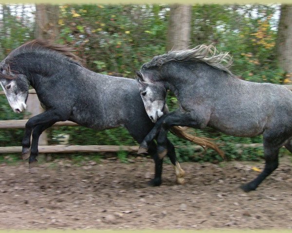 Dressurpferd Kinzighausen Golden Manolo (Connemara-Pony, 2005, von Glaskopf Golden Malcolm)