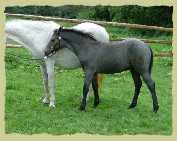 horse Kinzighausen Hazy Morning (Connemara Pony, 2005, from Frederiksminde Hazy Marvel 8 C)