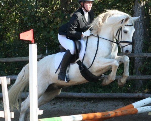 Dressurpferd Kinzighausen Hazy Mentos (Connemara-Pony, 2005, von Frederiksminde Hazy Marvel 8 C)