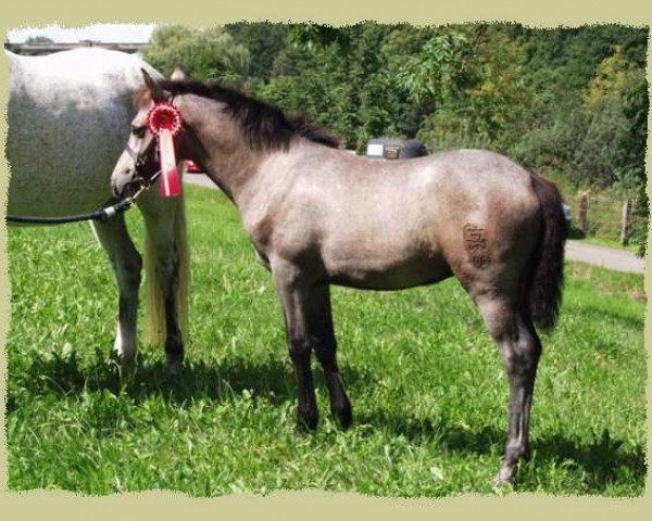 horse Kinzighausen Hazy Janell (Connemara Pony, 2004, from Frederiksminde Hazy Marvel 8 C)