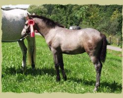 horse Kinzighausen Hazy Janell (Connemara Pony, 2004, from Frederiksminde Hazy Marvel 8 C)