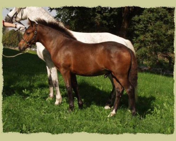dressage horse Kinzighausen Golden Mikado (Connemara Pony, 2003, from Glaskopf Golden Malcolm)