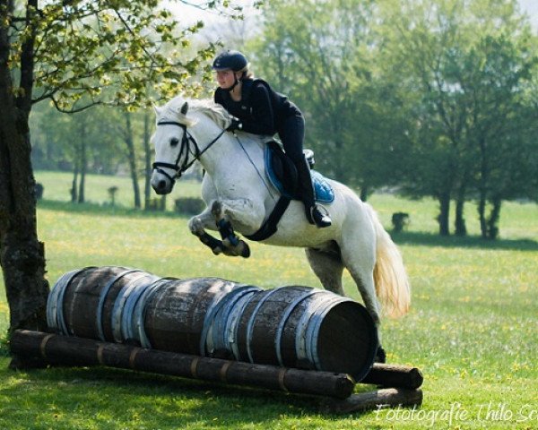 horse Kinzighausen Golden Montelino (Connemara Pony, 2003, from Glaskopf Golden Merlin)