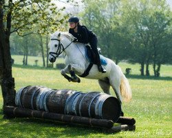 Pferd Kinzighausen Golden Montelino (Connemara-Pony, 2003, von Glaskopf Golden Merlin)