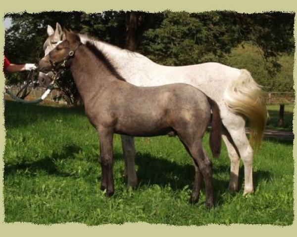 Dressurpferd Kinzighausen Golden Maxwell (Connemara-Pony, 2003, von Glaskopf Golden Malcolm)