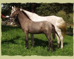 Dressurpferd Kinzighausen Golden Maxwell (Connemara-Pony, 2003, von Glaskopf Golden Malcolm)