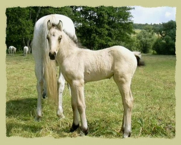 dressage horse Kinzighausen Golden Mowgli (Connemara Pony, 2003, from Glaskopf Golden Malcolm)