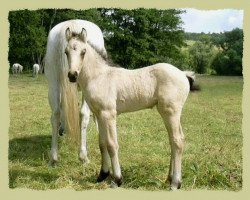 dressage horse Kinzighausen Golden Mowgli (Connemara Pony, 2003, from Glaskopf Golden Malcolm)