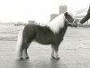 stallion Mountross Jamie 2nd (Shetland pony (under 87 cm), 1979, from Fairy Bacchus)