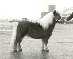 stallion Mountross Jamie 2nd (Shetland pony (under 87 cm), 1979, from Fairy Bacchus)