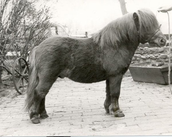 stallion Nelson de Bibiana (Shetland pony (under 87 cm), 1973, from Bruintje van de Mariaheide)