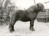 stallion Nelson de Bibiana (Shetland pony (under 87 cm), 1973, from Bruintje van de Mariaheide)