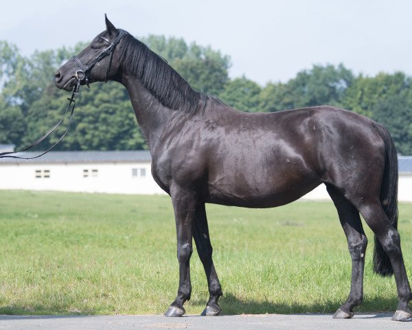 broodmare Goldnacht (Trakehner, 2004, from Tambour)