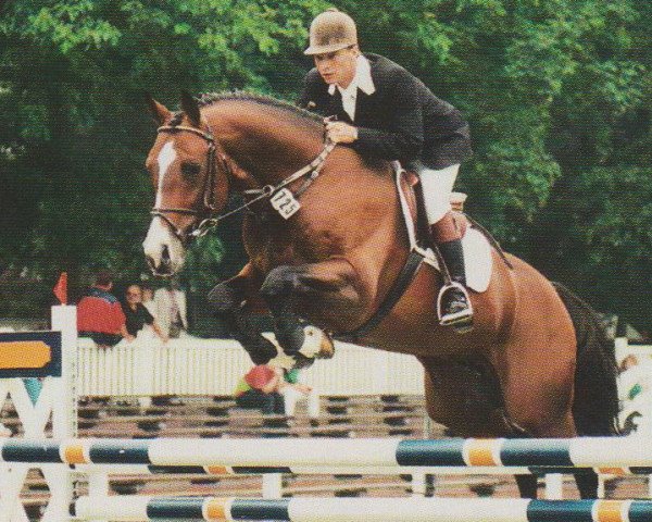 horse Re Mexico (Oldenburg, 1991, from Ramiro Z)