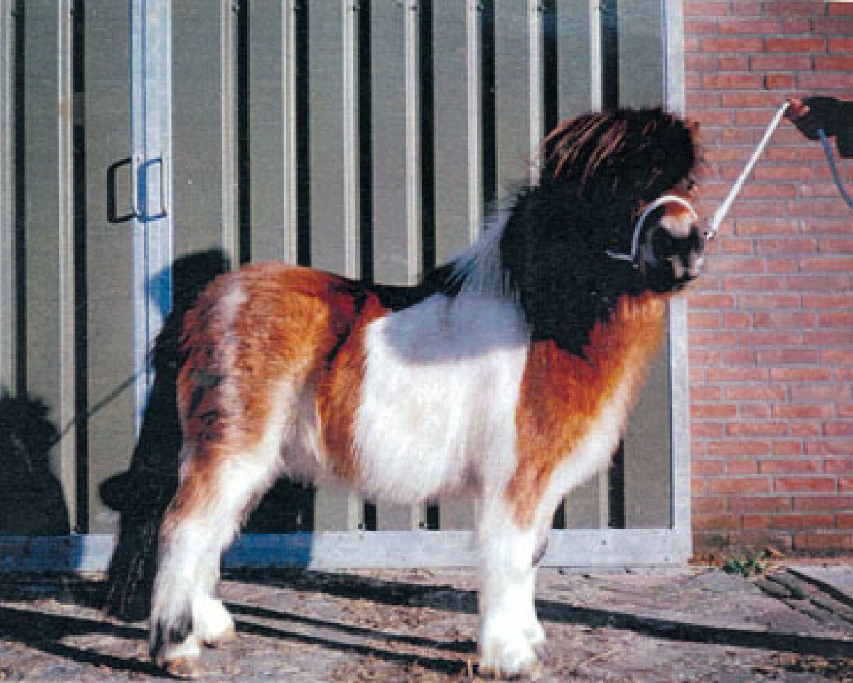 stallion Molo v. Hogenbosch (Shetland Pony, 1955, from Guus v. Bergvrede)