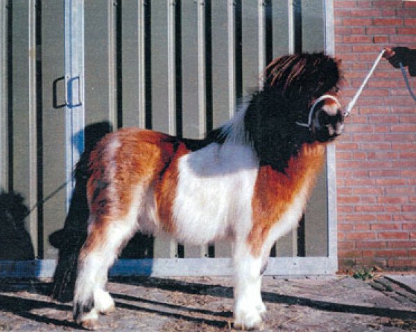 Deckhengst Molo v. Hogenbosch (Shetland Pony, 1955, von Guus v. Bergvrede)