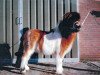 Deckhengst Molo v. Hogenbosch (Shetland Pony, 1955, von Guus v. Bergvrede)