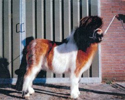 stallion Molo v. Hogenbosch (Shetland Pony, 1955, from Guus v. Bergvrede)