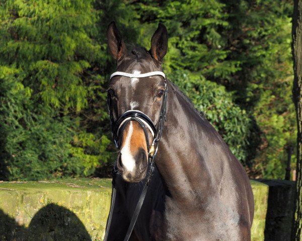 Pferd Kimberley May (Deutsches Reitpony, 2011, von Marco Polo)