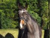 horse Kimberley May (German Riding Pony, 2011, from Marco Polo)