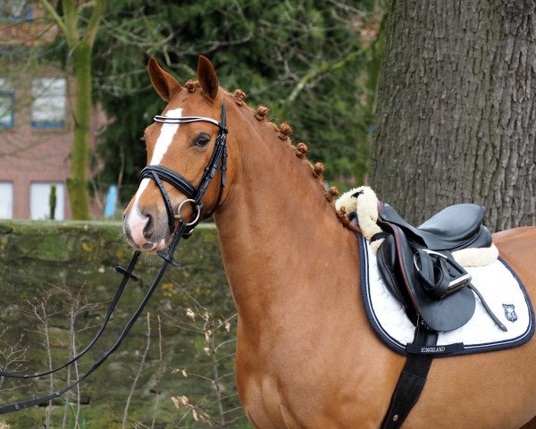 jumper Fanny (German Riding Pony, 2011, from Dance On Top)