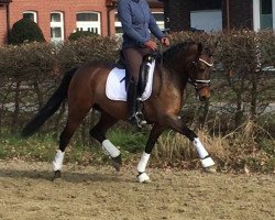 dressage horse Miss Bachelorette (German Riding Pony, 2011, from Nemax)