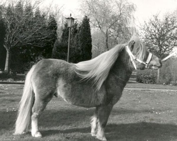 stallion Abe van het Rinkveld (Shetland pony (under 87 cm), 1986, from Boltwood Prince Charles)