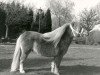 Deckhengst Abe van het Rinkveld (Shetland Pony (unter 87 cm), 1986, von Boltwood Prince Charles)