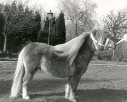 Deckhengst Abe van het Rinkveld (Shetland Pony (unter 87 cm), 1986, von Boltwood Prince Charles)