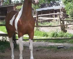 horse Angelina (Pinto/Hunter, 2003, from Floris)