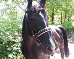 horse Farina (Pinto/Hunter, 2000, from Floris)