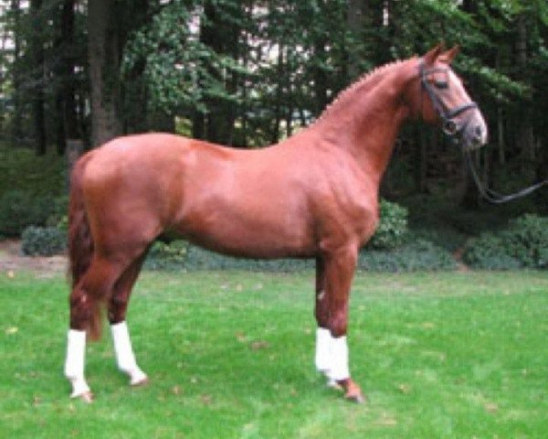 stallion Roberto Cavally (Hanoverian, 2006, from Rotspon)