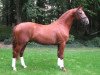 stallion Roberto Cavally (Hanoverian, 2006, from Rotspon)