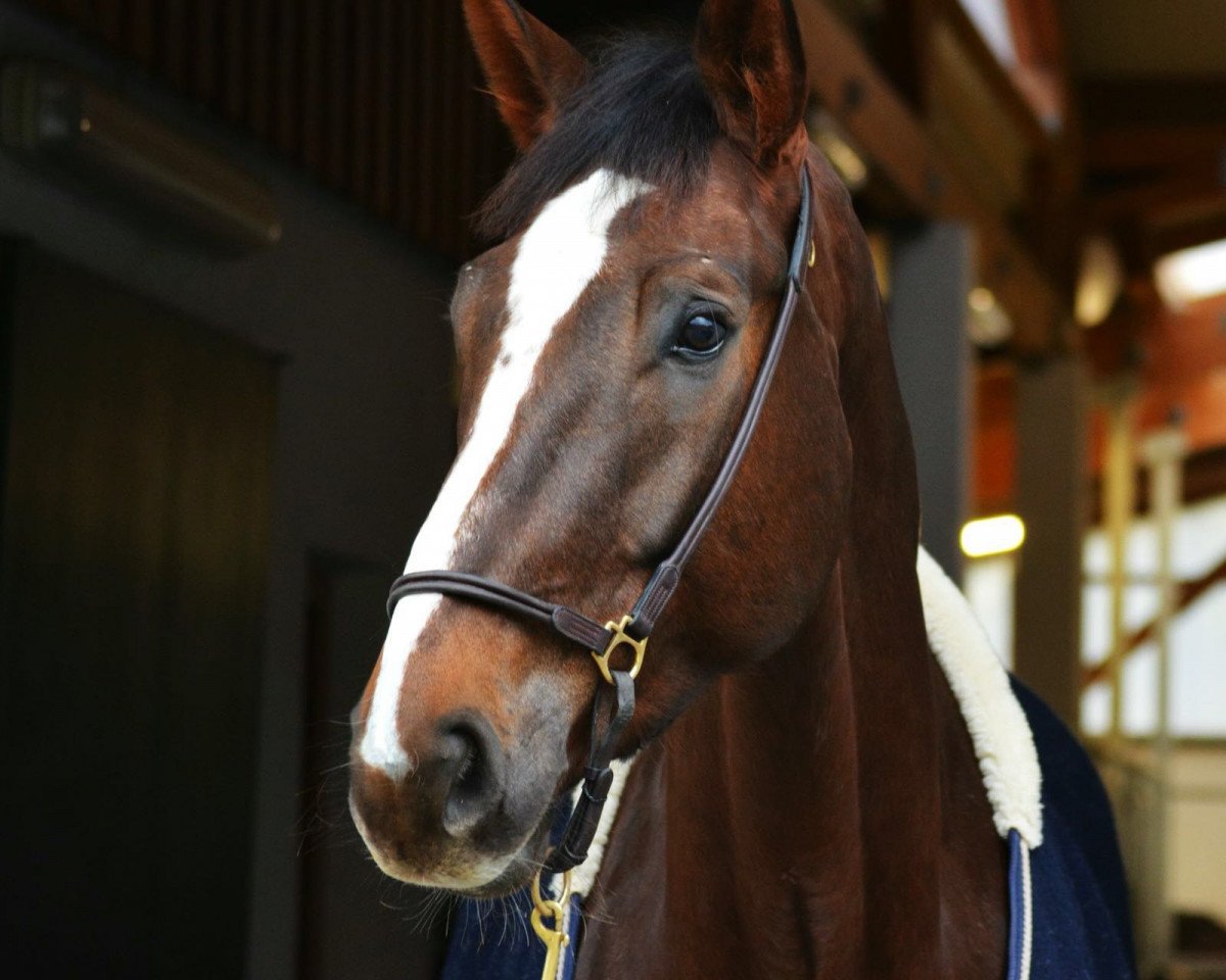 dressage horse Baron 351 (Bavarian, 2010, from Baloussini)