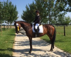 dressage horse Little Lucy 11 (Holsteiner, 2006, from Lavall I)