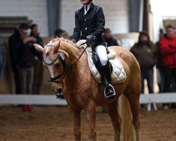 Zuchtstute Rona (Deutsches Reitpony, 2002, von Heidbergs Nancho Nova)