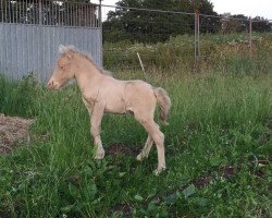 horse Nicky vom Meierhaus (Shetland Pony, 2015, from Mc Momo II von Uda)