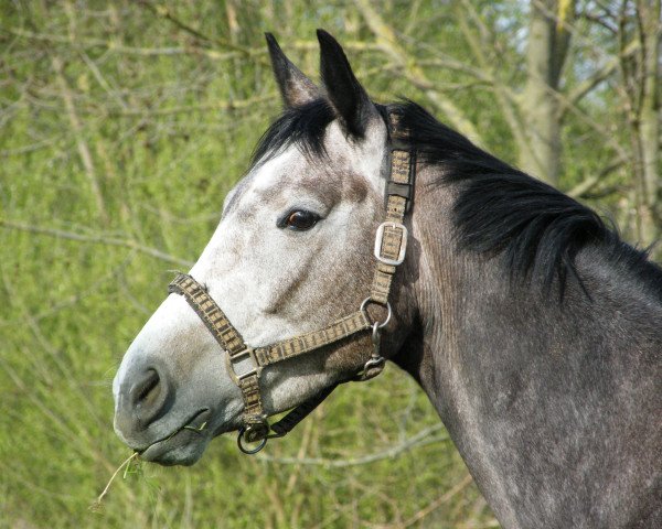 dressage horse Flash Dance (Trakehner, 2009, from Oliver Twist)