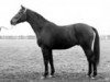 stallion Nello (Swiss Warmblood, 1971, from Nepal)