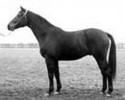 stallion Nello (Swiss Warmblood, 1971, from Nepal)