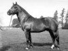 stallion Nelson (Freiberger, 1975, from Nello)