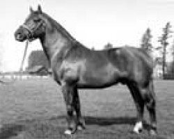 stallion Nelson (Freiberger, 1975, from Nello)