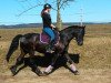 dressage horse Indira 194 (Friesian-Mix, 2006)