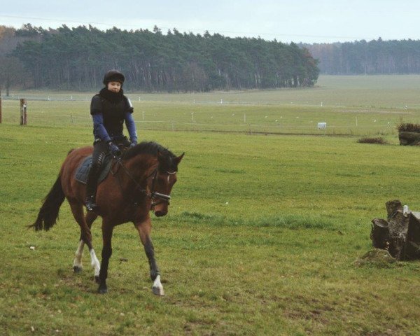 dressage horse Limango 3 (German Sport Horse, 2011, from Limoncello I)