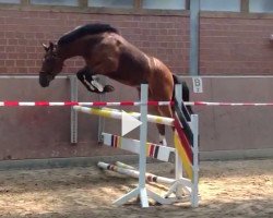 dressage horse Davy (Westphalian, 2012, from Dankeschön)