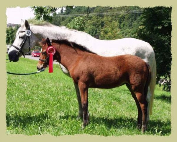 Zuchtstute Kinzighausen Golden Pearl (Connemara-Pony, 2004, von Glaskopf Golden Malcolm)