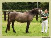 broodmare Kinzighausen Golden Minta (Connemara Pony, 2003, from Glaskopf Golden Malcolm)